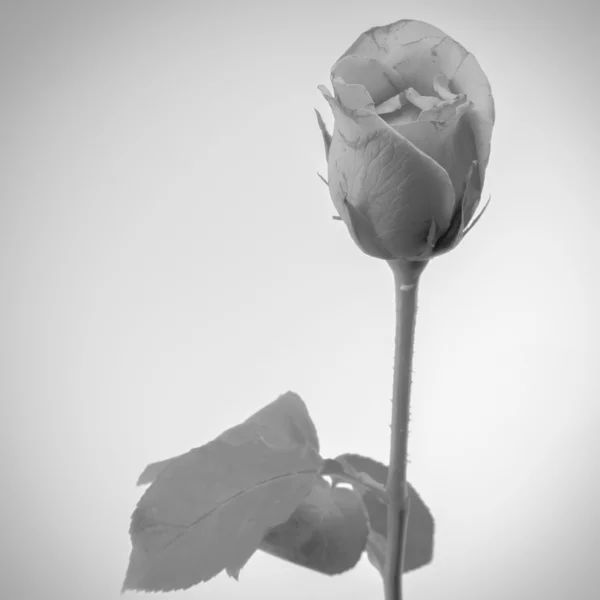 Rosa Blume schwarz und weiß Farbton Stil — Stockfoto