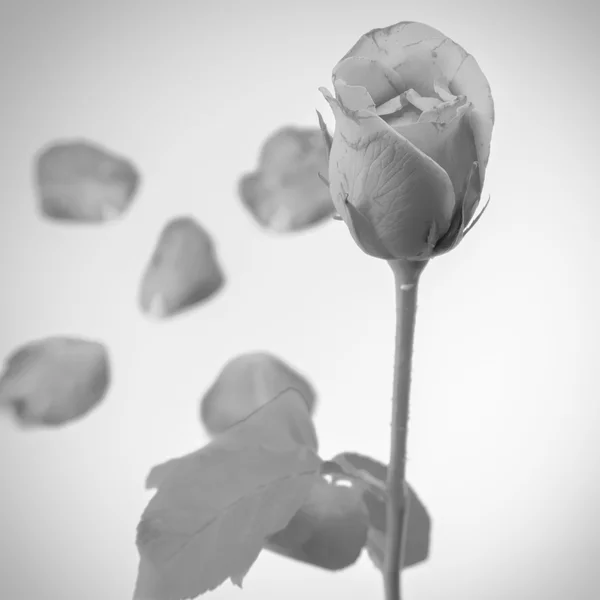 Gül çiçek siyah ve beyaz renk tonu stili — Stok fotoğraf