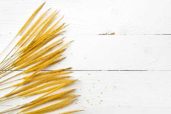 Colore giallo del grano — Foto Stock