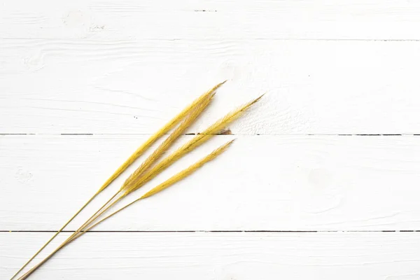 Yellow color of wheat — Stock Photo, Image