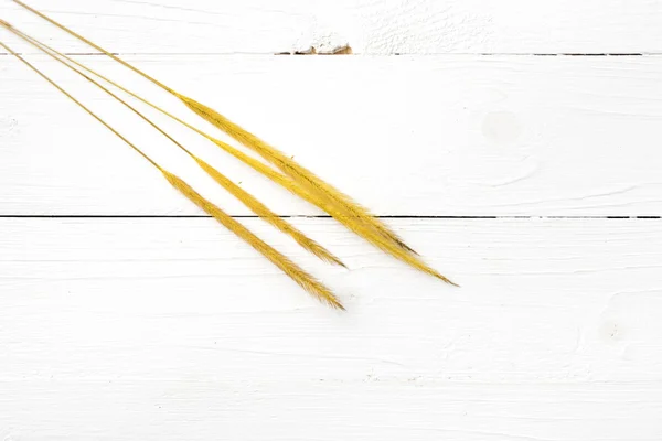 Buğday sarı renk — Stok fotoğraf