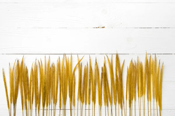 Gele kleur van tarwe — Stockfoto