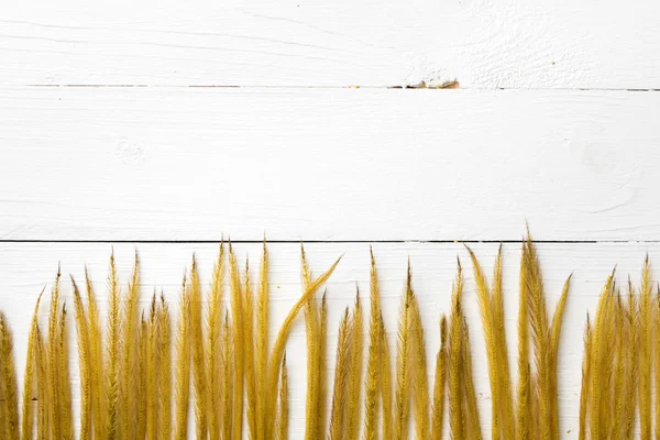 Желтый цвет пшеницы — стоковое фото