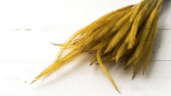 Жовтий колір пшениці — стокове фото