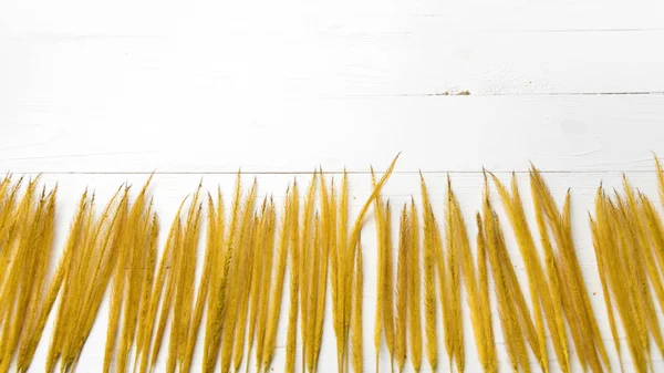 Cor amarela do trigo — Fotografia de Stock