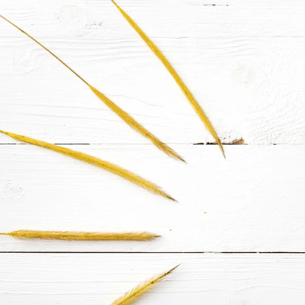 Buğday sarı renk — Stok fotoğraf