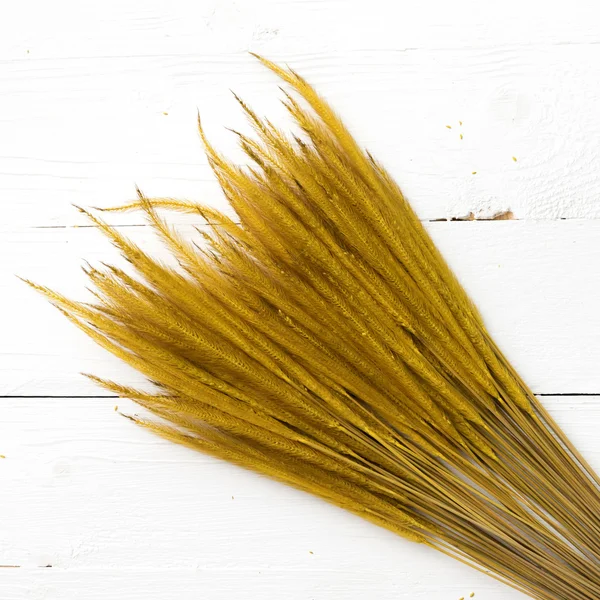 Colore giallo del grano — Foto Stock