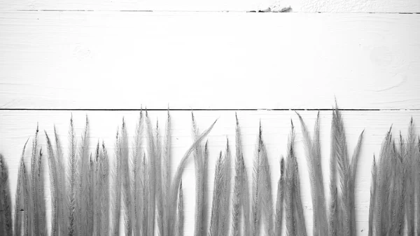 Búza fekete-fehér színű — Stock Fotó