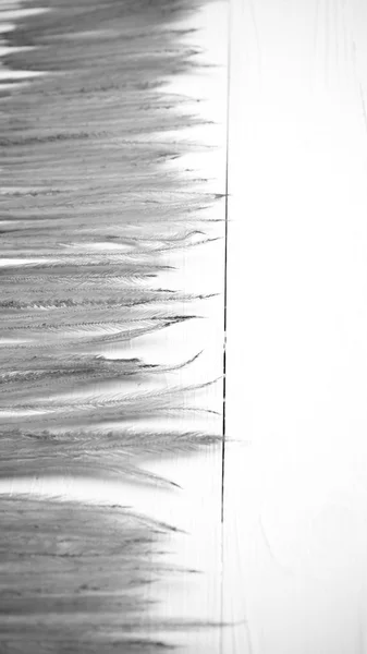 Weizen schwarz-weiße Farbe — Stockfoto