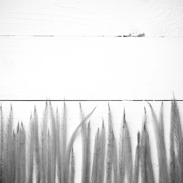 Пшеница черно-белый цвет — стоковое фото