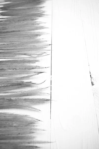 Vete svartvitt och färg — Stockfoto
