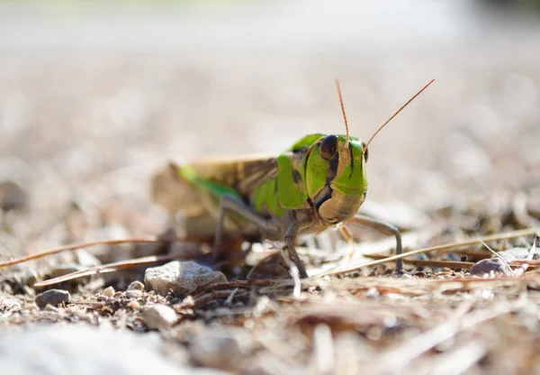 Front view of migratory locust in wilderness. — Stock Photo, Image