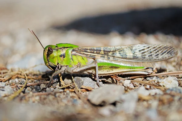 Sidovy av flyttande locust i vildmarken Royaltyfria Stockfoton