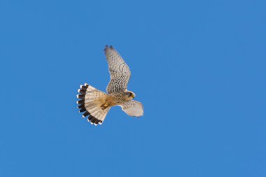 Bizim evin güzel şahin