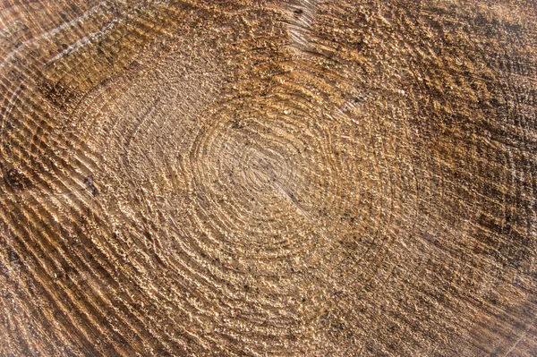 Tree trunk - with annual rings — Stock Photo, Image