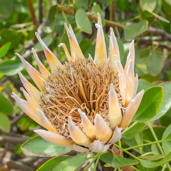 Flor gigante da África do Sul — Fotografia de Stock