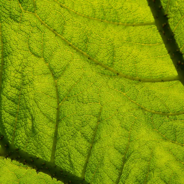 Detail eines großen grünen Blättchens — Stockfoto