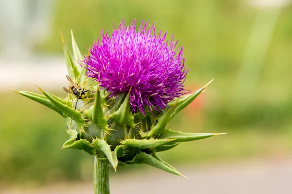 ハチの紫のアザミ — ストック写真