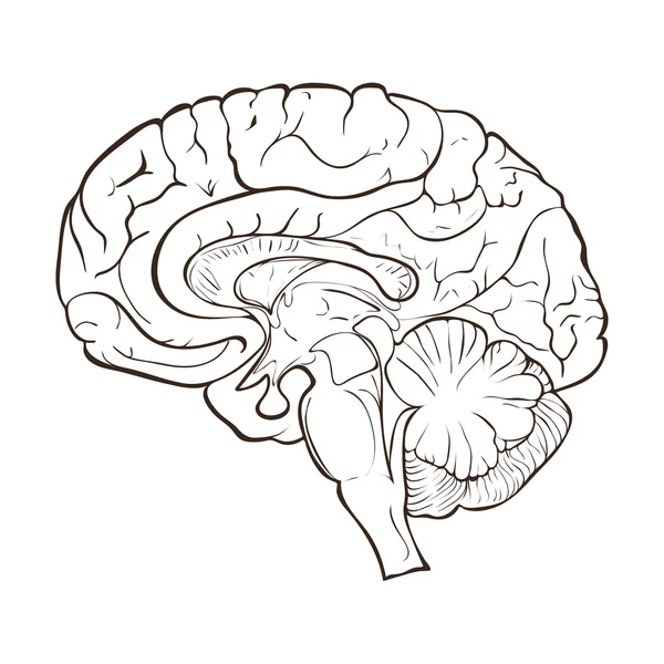 Estrutura dos hemisférios cerebrais humanos — Fotografia de Stock