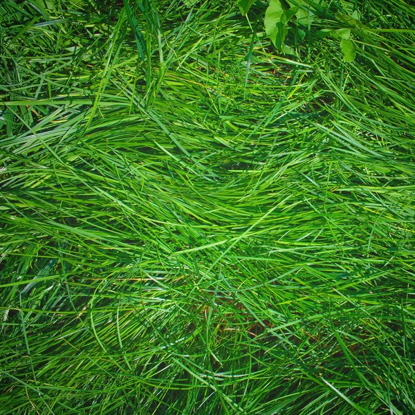 Green long rich lawn grass