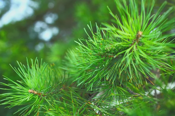 Çam ağacı makro iğnelerden