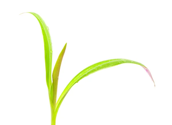 Pianta verde isolata sullo sfondo bianco — Foto Stock