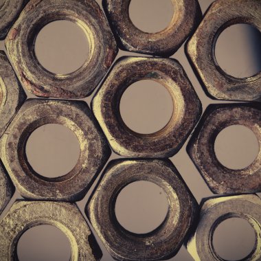 Fındık, hücresel yapısına makro