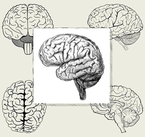 Conjunto Diferentes Posições Cérebro Humano Vetor Ilustração Simples — Vetor de Stock