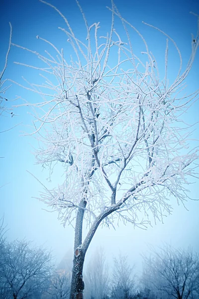 Soğuk Bir Kış Gününde Karla Kaplı Genç Bir Ağaç — Stok fotoğraf