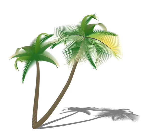 Elszigetelt pálmafák, shade.illustration — Stock Fotó