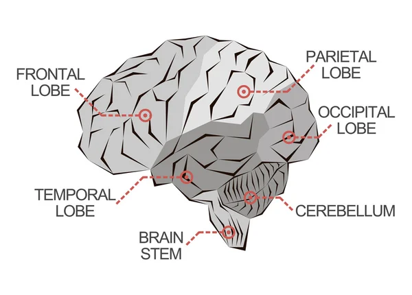 Anatomia del cervello come illustrazione astratta monocromatica — Foto Stock