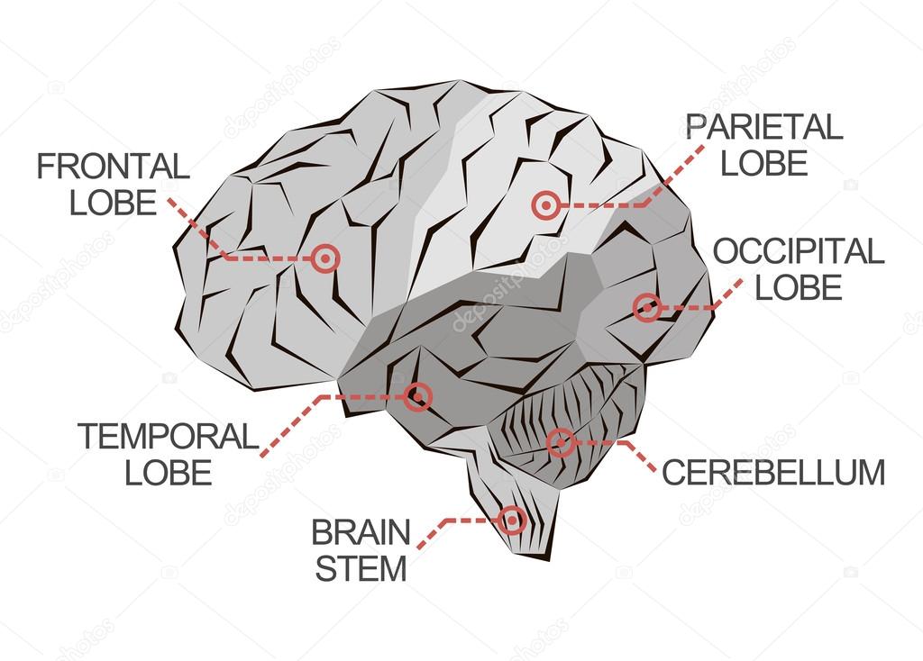 Anatomy of the brain as abstract monochrome illustration 
