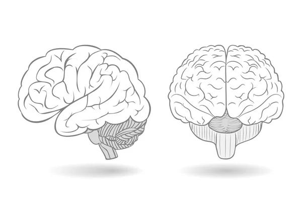 Menschliches Gehirn in zwei Perspektiven als isolierte Illustration — Stockfoto