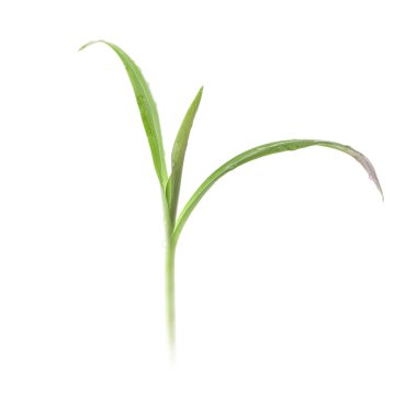 Çiy damlalı yeşil bitki