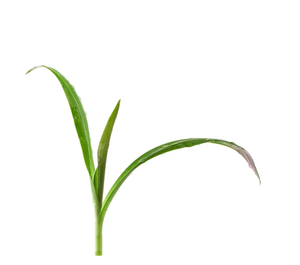 Зеленое растение с капельками росы на листьях — стоковое фото