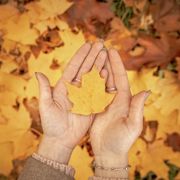 Žlutý Javorový List Rukou Pozadí Spadlého Listí Podzimní Pozadí Ahoj — Stock fotografie