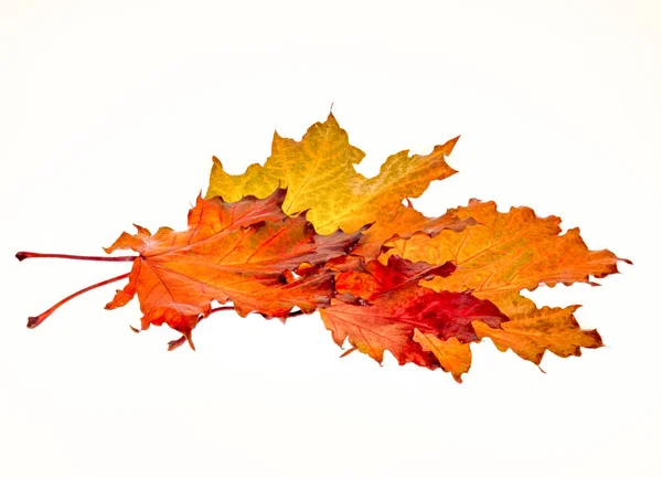 Groep Herfstbladeren Een Witte Achtergrond Verschillende Heldere Esdoorn Bladeren Een — Stockfoto