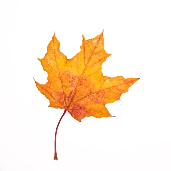 Gevallen Oranje Herfst Esdoorn Blad Isoleren Witte Achtergrond Vierkant Frame — Stockfoto