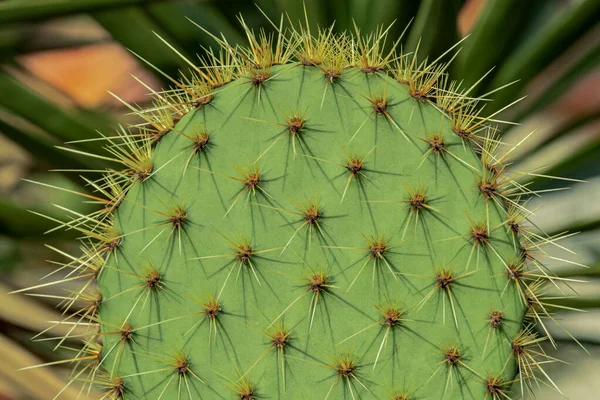 green succulent cactus leaf with large thorns