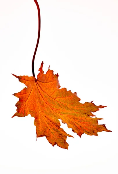 Helder Oranje Esdoorn Blad Een Witte Achtergrond Blad Herfst Seizoen — Stockfoto