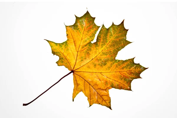 Gevallen Herfst Esdoorn Blad Isoleren Een Witte Achtergrond Herfst Kleuren — Stockfoto