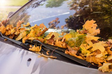 Sonbaharda açık bir otoparkta araba, ön cama düşen akçaağaç yaprakları, kuru yapraklara odaklanmış.