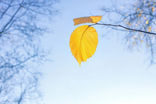 Foglia Gialla Autunno Ramo Albero Foglia Solitaria Nella Stagione Autunnale — Foto Stock