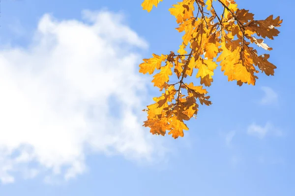 Jesienne Tło Liście Dębu Żółtego Gałęzi Drzewa Jesienią Pora Jesienna — Zdjęcie stockowe