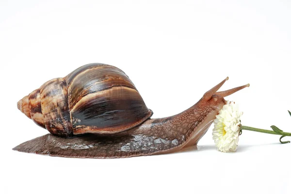 Giant african snail Achatina on a white background with a flower, domestic snails, snail slime for skin care in cosmetology, alternative medicine — Stock Image Giant African Snail Achatina White Background Flower Domestic Snails Snail Stock Picture