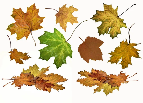 Herfst Achtergrond Gevallen Esdoorn Bladeren Isoleren Witte Achtergrond Verschillende Vormen — Stockfoto