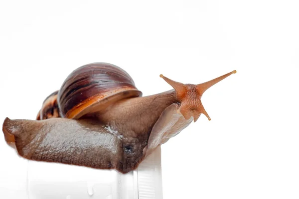 Caracol Close Fundo Branco Uso Caracóis Achatina Cosmetologia Lodo Caracol — Fotografia de Stock