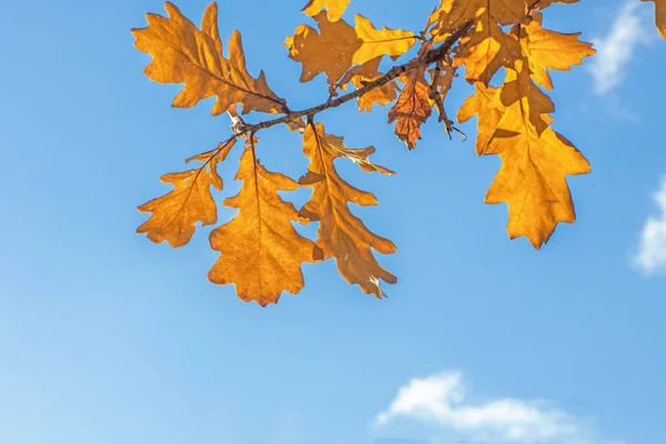 Foglie Quercia Ramo Autunno Contro Cielo Stagione Autunnale Foglia Sfondo — Foto Stock