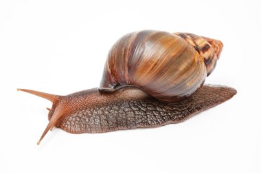 Achatina fulica, beyaz arka planda dev bir salyangoz.,
