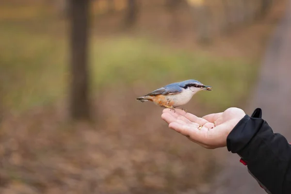 Ein Vogel Sitzt Der Handfläche Eines Mannes Ein Kleiber Fliegt — Stockfoto